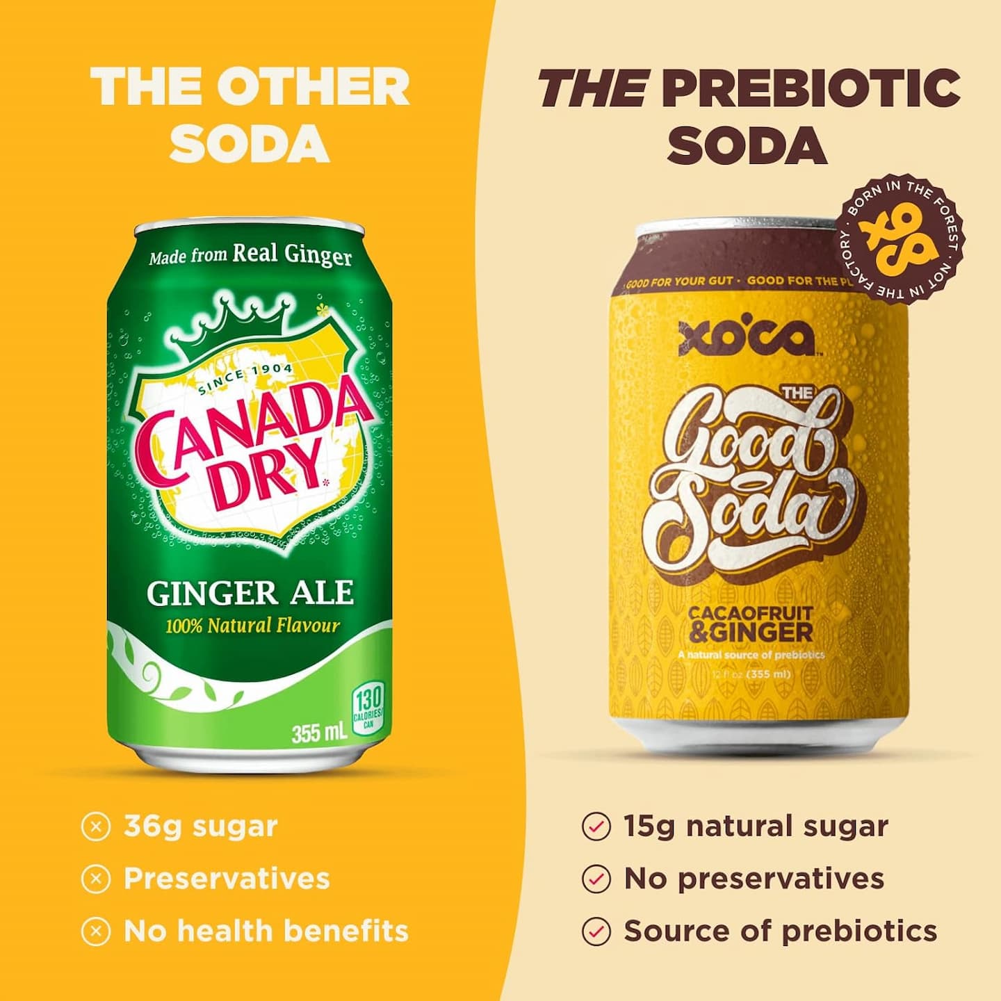 Xoca Sparkling Prebiotic Ginger Soda with Gut Health & Immune System Benefits, Beverage made with Cacaofruit Juice, Filtered Sparkling Water, Lemon Juice, Low Calorie, 12oz (8 Pack) Ginger 7.98 Fl Oz (Pack of 12)